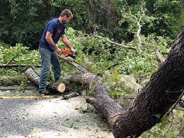 Trusted Anchor Point, AK Tree Care Experts