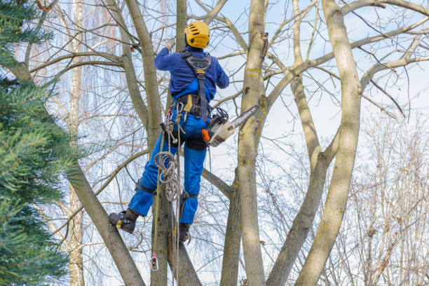 Leaf Removal in Anchor Point, AK