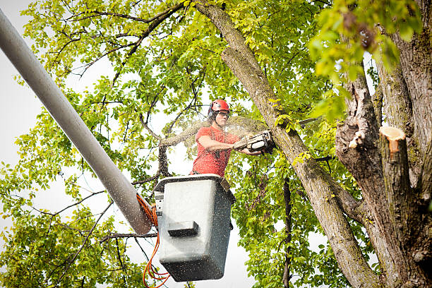 How Our Tree Care Process Works  in  Anchor Point, AK